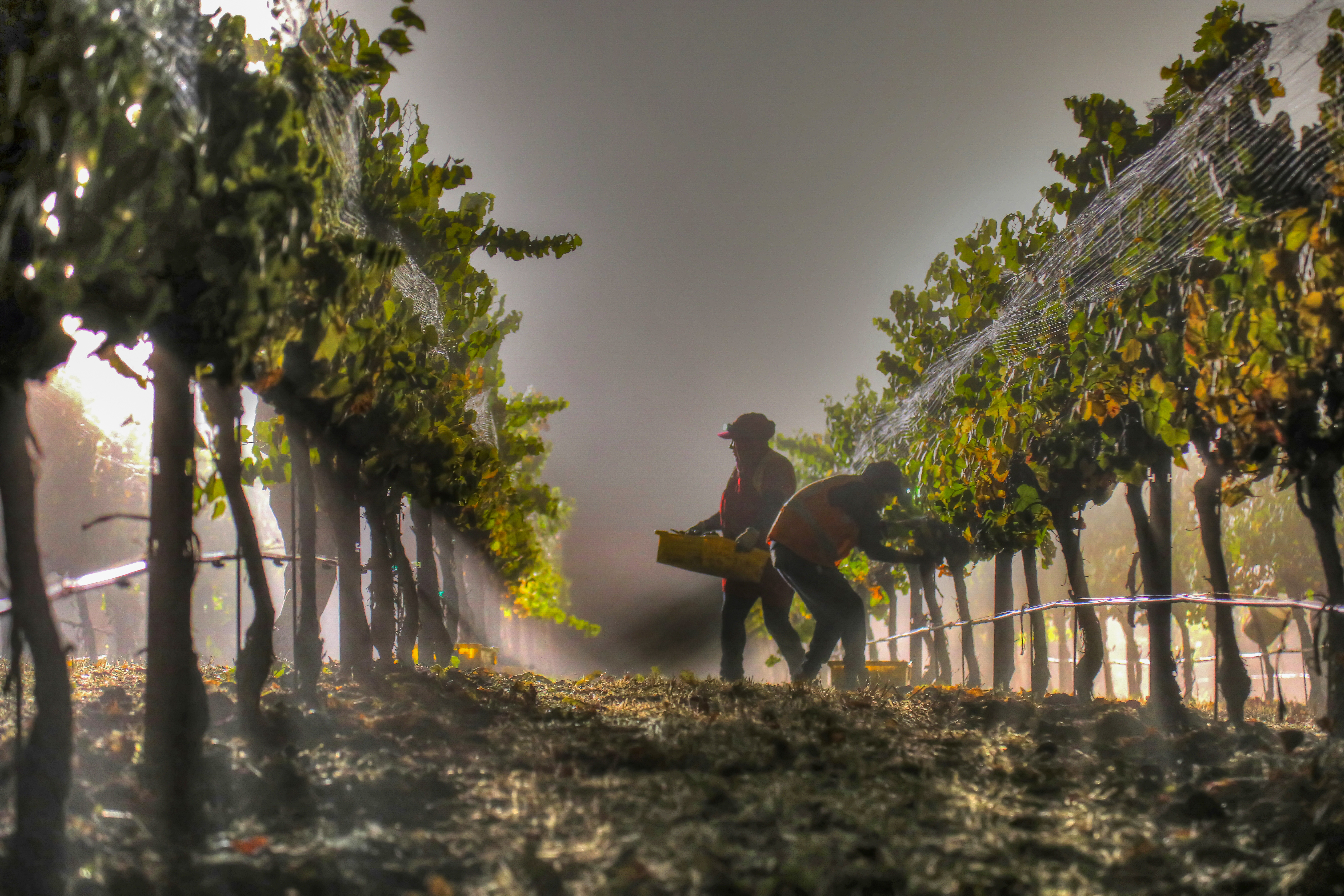 Kynsi Winery